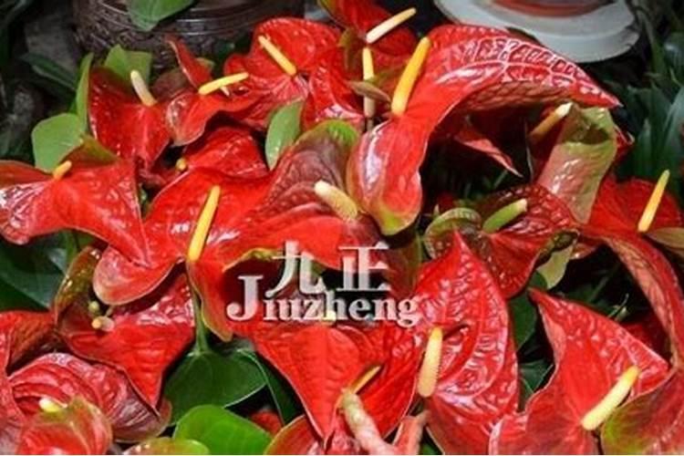 火鹤花怎么浇水火鹤花怎么浇水施肥