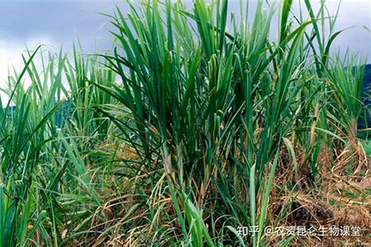 种植甘蔗用什么肥料最好