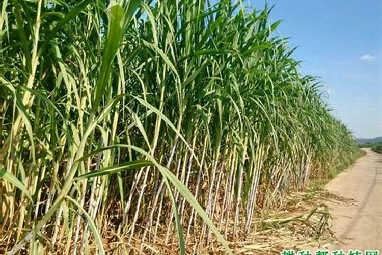 氯化钾肥的正确使用方法