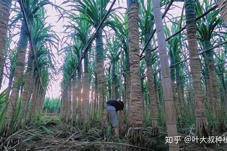 甘蔗用什么肥料好