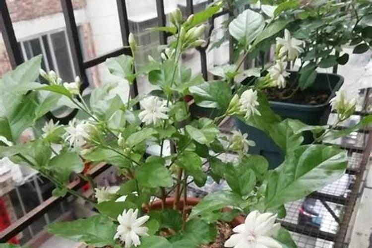 小麦追肥用尿素还是复合肥好