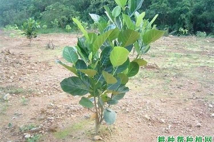 20:20:20水溶肥l壶水加入多少克当叶面肥用？