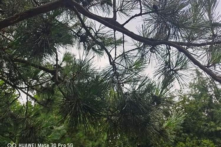 硼肥可以拌尿素混合浇施吗？