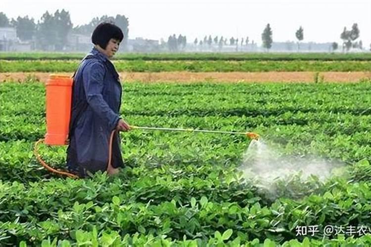 番茄树种植时间和方法 番茄树种植的病虫害如何防治