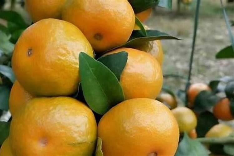 磷酸二铵正确施肥方法