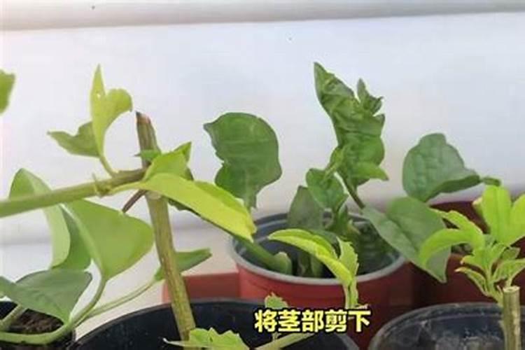 芸苔素的作用和使用方法