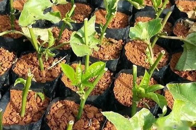 芸苔素的作用和使用方法