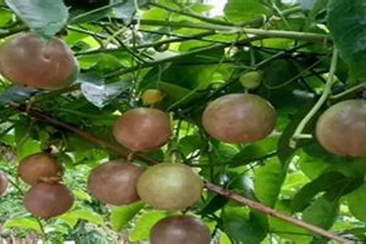 百香果一直落花不挂果要用什么农药打？