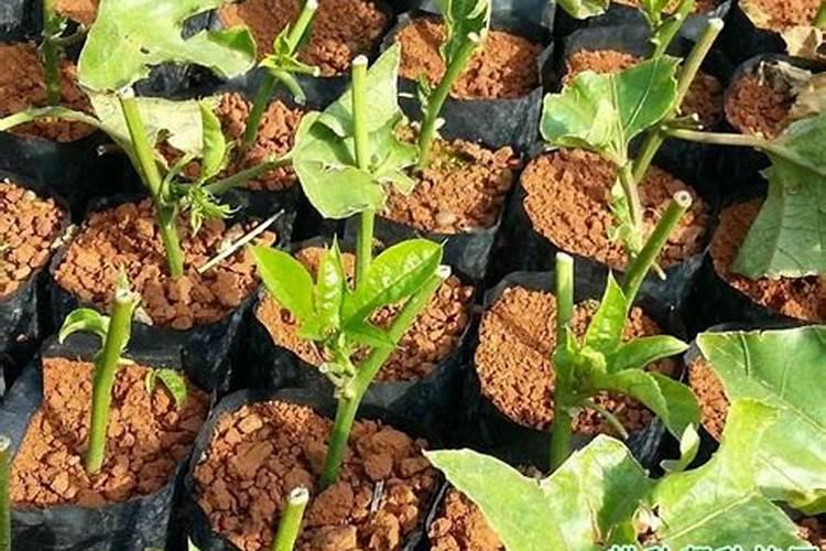 百香果灰霉病用什么药最好呢百香果落花烂果怎样防治