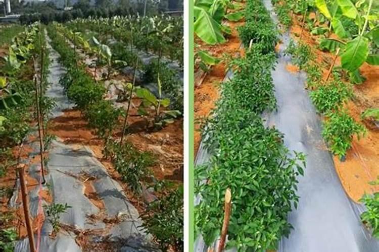 肥害导致蔬菜根系受损减产,如何补救？