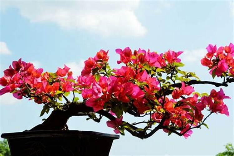 三角梅花期后如何施肥