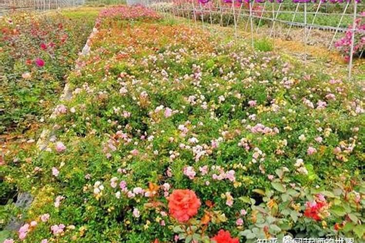 养法师用什么土最好 法师多肉怎样配土容易出状态