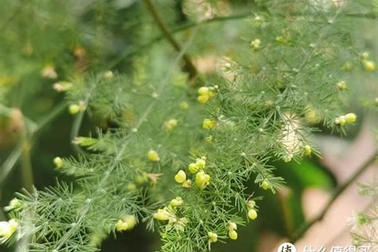氮肥化肥怎么浇花
