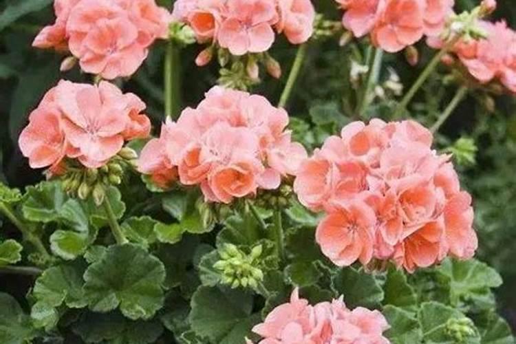 墨兰施什么肥料,墨兰什么时候可以施肥