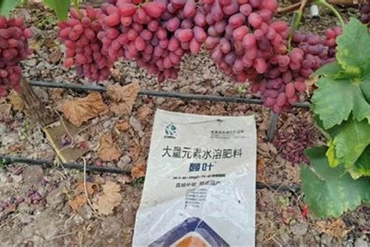 第一年葡萄小苗施什么肥(刚种葡萄苗用什么肥料长得快)