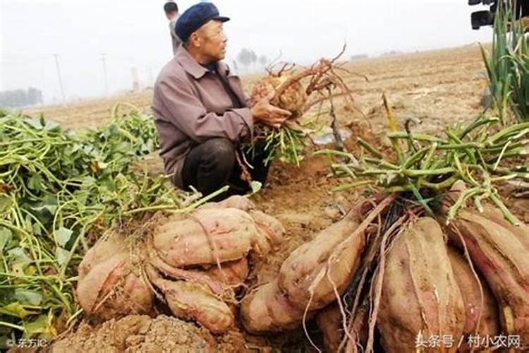 如何用花生麸沤肥