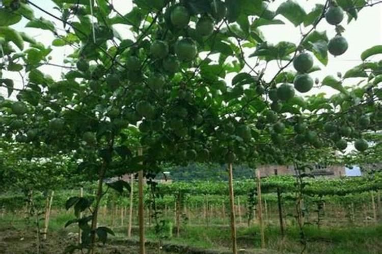 百香果浇什么肥料合适