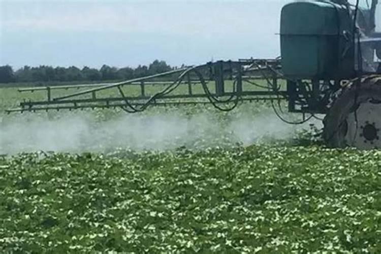 叶绿素与类胡萝卜素的作用 叶绿素和类胡萝卜素有什么区别？