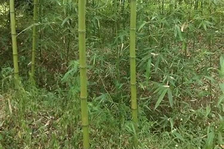 茄子用什么肥料促进作物根系的生长？茄子肥料怎么用能预防凹凸果？