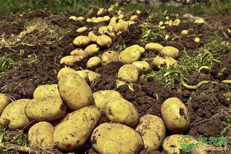 土豆浇什么肥料合适
