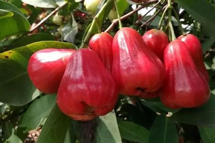 小麦生育后期保粒增重的技术措施