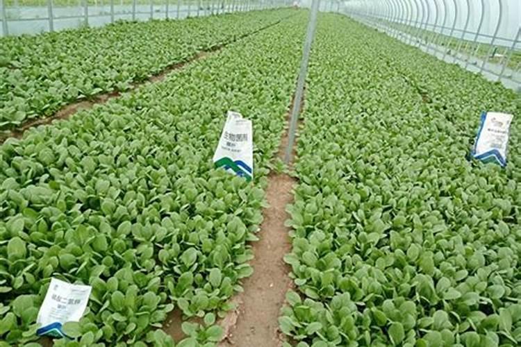 上海青施什么肥最好