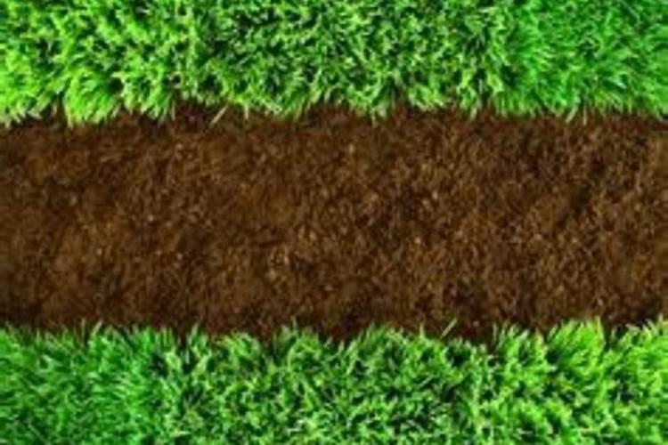 种朝天椒用什么肥料好