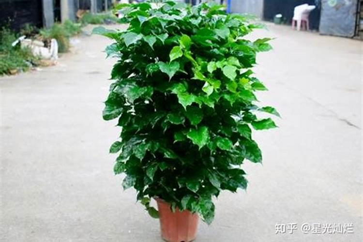 湿地松小苗多少钱一棵？湿地松小苗批发价格