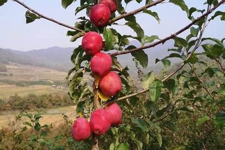 大春备耕重“绿色” 有机肥料唱“主角”,有机肥撒肥车使用正当时!百 ...