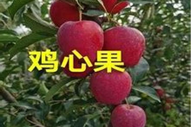 叶面肥高温天气几点打好