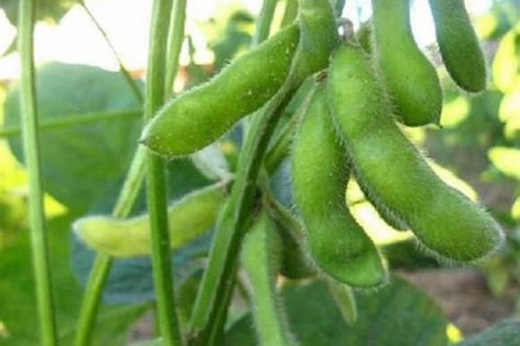 种植毛豆需要施什么肥