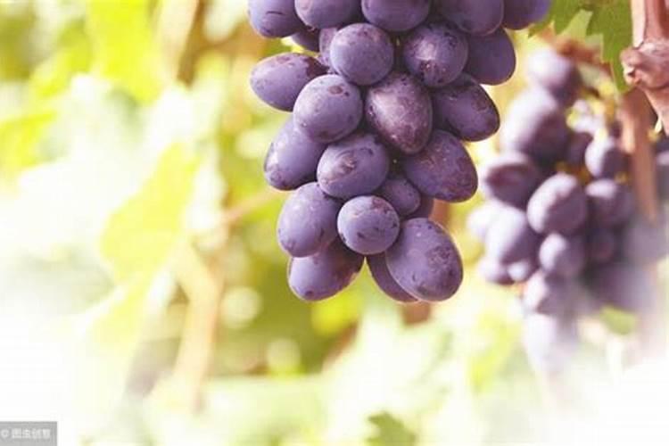 钙肥和磷酸二氢钾能混用吗