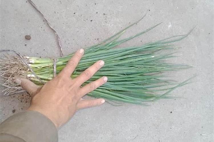 辣椒增产为啥打叶面肥？用什么叶面肥更增产