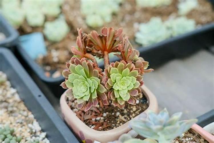 小麦打什么叶面肥增产