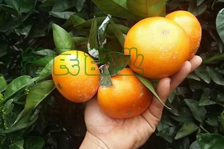 柑橘9月份施什么肥