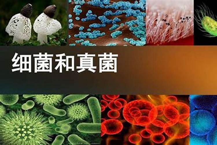 怎么确认硝化菌成功了,硝化菌是自养菌还是异养菌