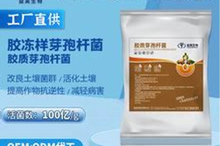 水稻用硅的最佳时间