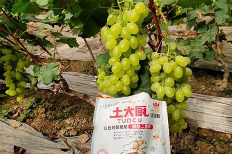 葡萄盆栽种植方法