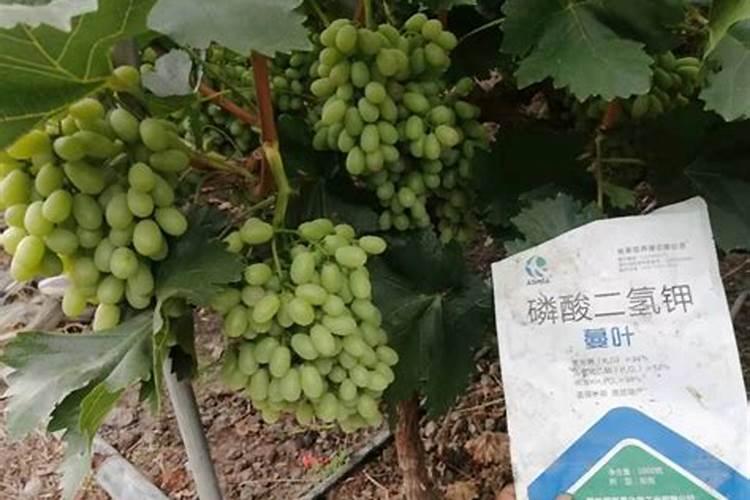 葡萄树怎样施肥 葡萄树如何施肥