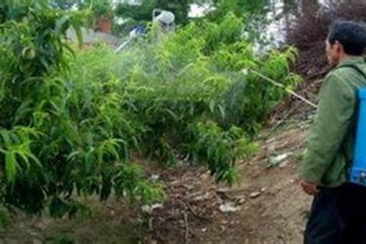 阳光玫瑰葡萄怎么种植