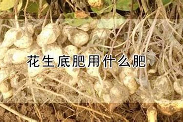 种花生底肥用什么肥 花生需要什么肥料才能高产