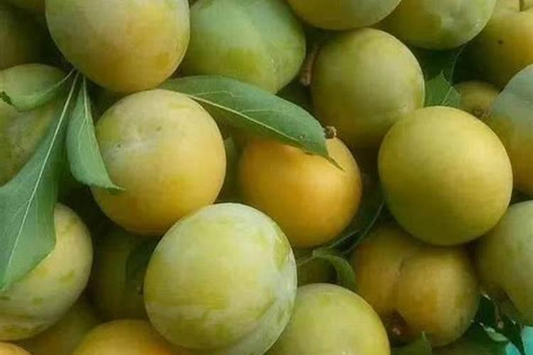 李子树增甜施什么肥料好？让李子膨大的方法是什么？