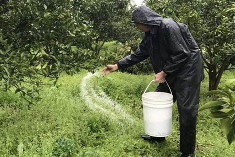 百香果浇什么肥料,怎么给百香果施肥