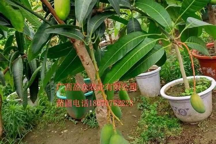 芒果种植是在什么气候呢,具体在什么地区？