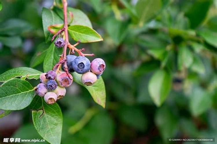 虾塘怎样用磷肥肥水