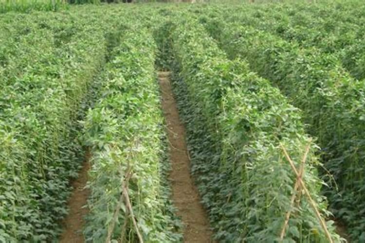 种植蔬菜时小苏打真的可以当农药使用吗？为什么？