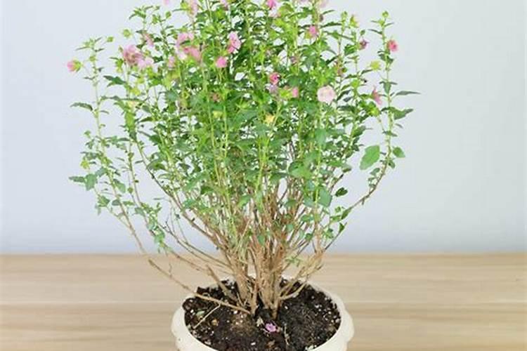 开花期怎么养 怎么让小木槿多开花