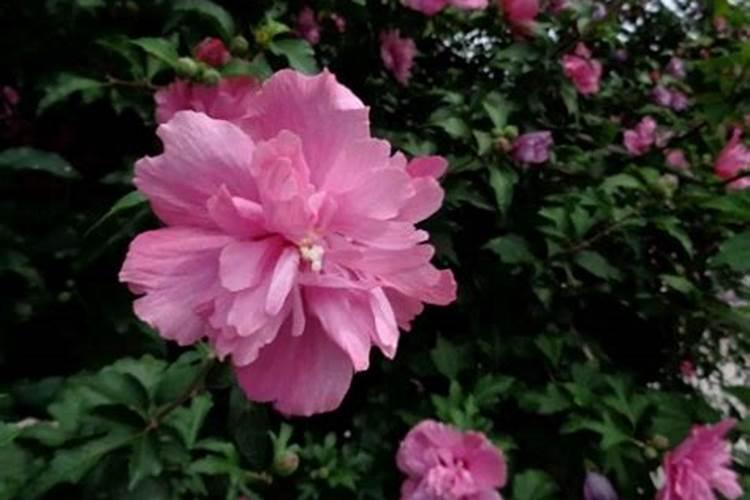 怎么让小木槿多开花