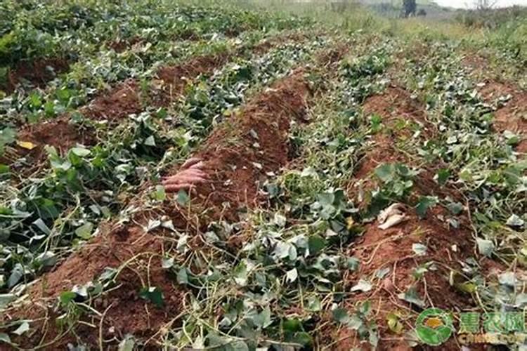 哪种花肥可施海椒开花结果期？