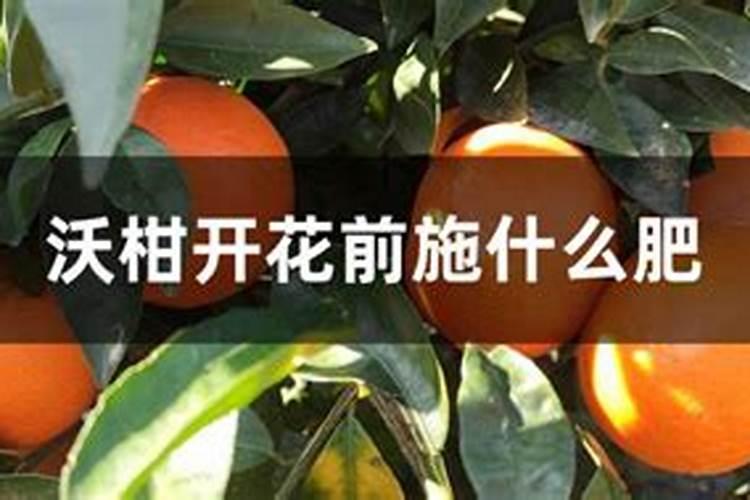 沃柑转色用甲意喷叶面